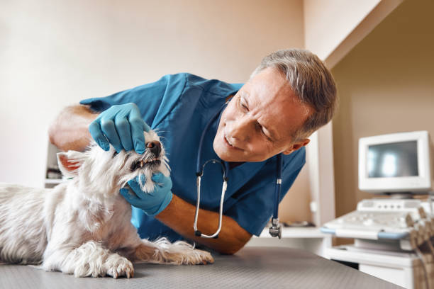 Best Emergency Broken Tooth Repair in Woodruff, SC